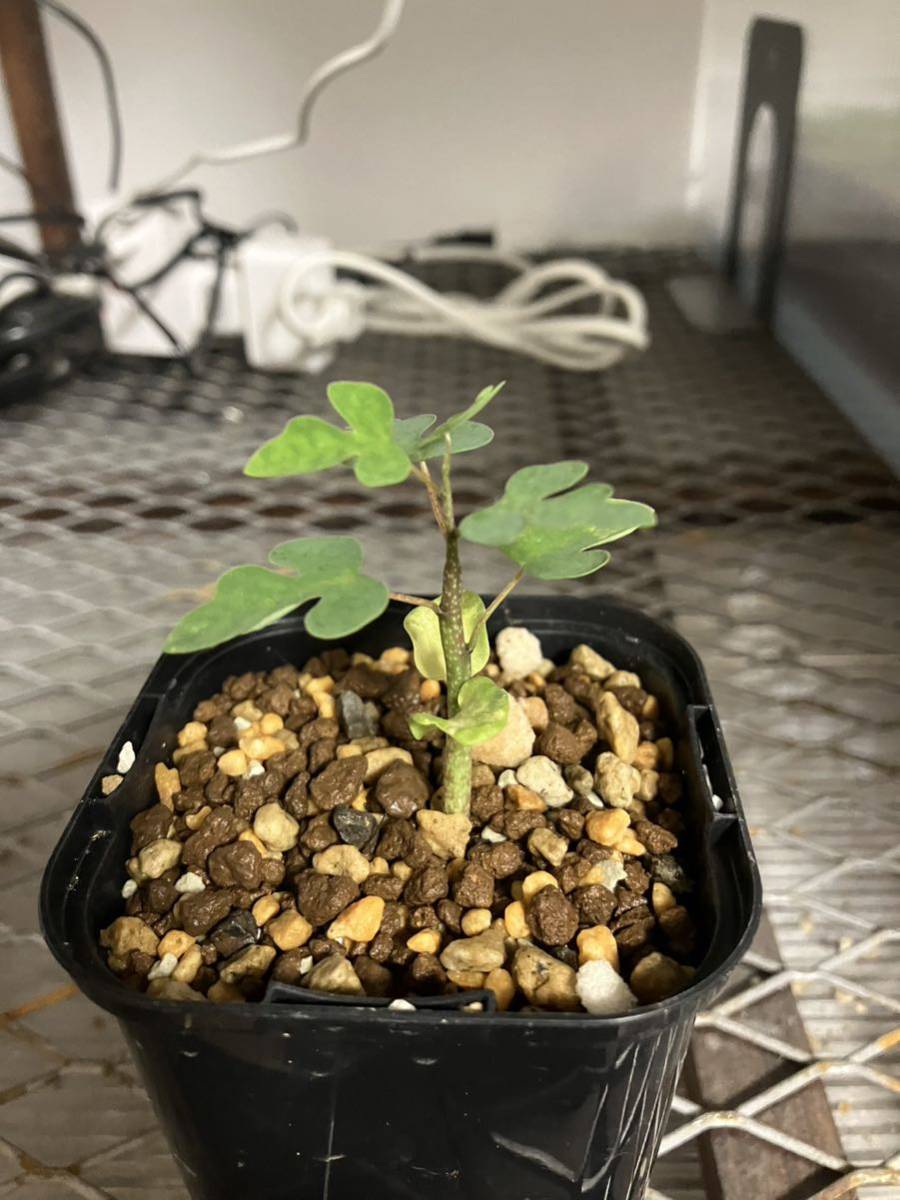 ヤフオク! -「メタモ」(その他) (観葉植物)の落札相場・落札価格