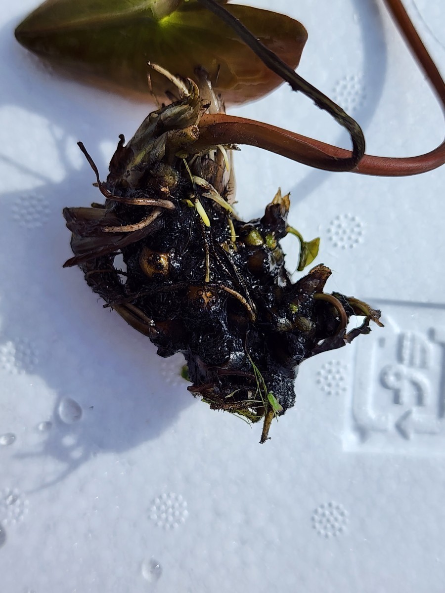 温帯性睡蓮① - JChere雅虎拍卖代购