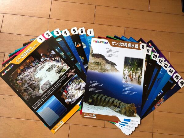 美ら海水族館 観察ガイド カード 15枚