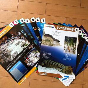 美ら海水族館 観察ガイド カード 15枚