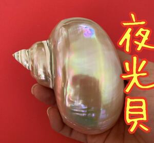  night light . natural shell both sides burnishing limited amount interior lure mother-of-pearl accessory 