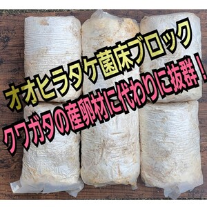 【6本セット】クワガタの産卵材の代わりに！オオヒラタケ菌床ブロック　簡単にほぐせるので幼虫の割り出しが楽です　マットに埋め込むだけ