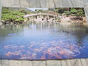 0492　絵葉書　栗林公園　偃月橋と鯉
