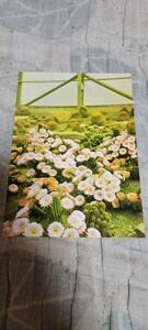 0796　絵葉書　真鶴岬サボテンドリームランドに美しく咲くサボテンの花