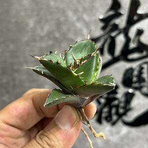 【龍園觀】①No.341 特選 アガベ 多肉植物 チタノタ ハデス Hades 黒帝斯 恐龍牙歯 強棘 極上株 の画像3