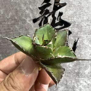 【龍園觀】①No.536 特選 アガベ 多肉植物 チタノタ ハデス Hades 黒帝斯 恐龍牙歯 強棘 極上株 の画像9