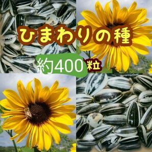 大きくそだつひまわりの種　たっぷり約400粒28g　花壇　花畑　プランター◎花束　生花　向日葵種子　ガーデニング　家庭菜園　花の種