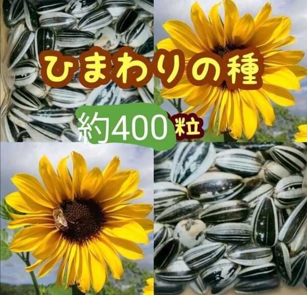 大きくそだつひまわりの種 たっぷり約400粒28g 花壇 花畑 プランター◎花束 生花 向日葵種子 ガーデニング 家庭菜園 花の種
