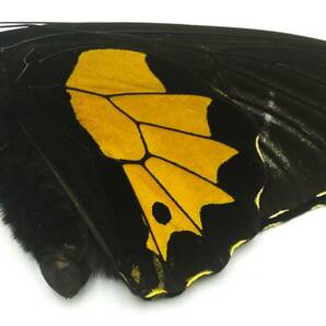 蝶標本 1988年8月スマトラ島で野外採集されたネグロキシタ♂ 太く逞しい標本を出品いたしました。 の画像6