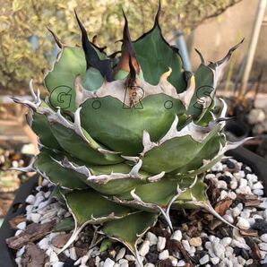 【ハデス】Hades 台湾 Agave titanota アガベ チタノタ 発根済みの画像2