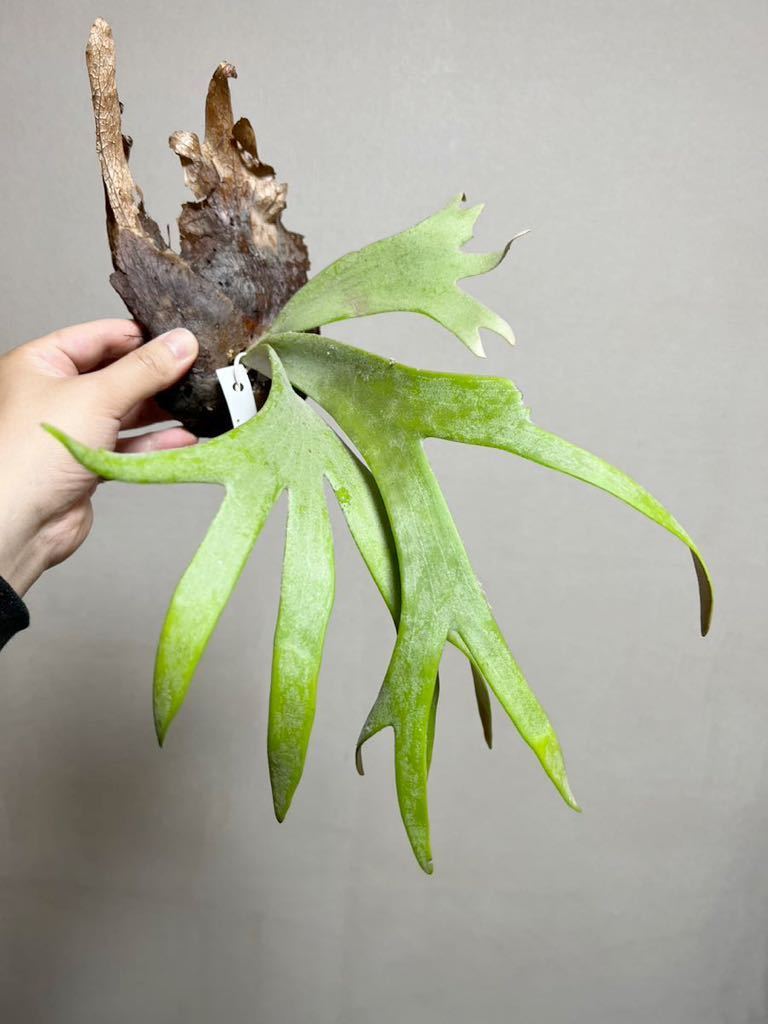 ヤフオク! -「dwarf」(ビカクシダ、コウモリラン) (観葉植物)の落札 ヤフオク! -「dwarf」(ビカクシダ、コウモリラン) (観葉植物)の落札