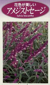  amethyst sage seedling 