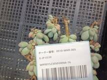 * Top エケベリア 16個 0510-WKR-005 Echeveria Mikadukibijin多肉植物 韓国 多肉 _画像3