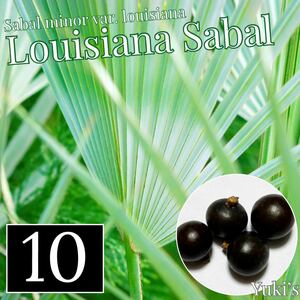  Louis ji дыра * скумбиря ru семена x10[ выдерживающий холод . cocos nucifera ]Sabal Minor louisiana