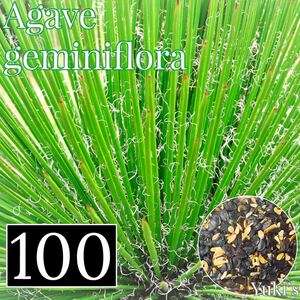 アガベ・ジェミニフローラ 種子x100[5月入荷！]Agave geminiflora