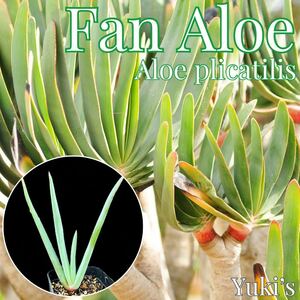  вентилятор * алоэ рассада [ симпатичный алоэ ] Aloe plicatilis