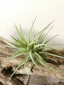 【Frontier Plants】 チランジア・アラウジェイ・グリーンスター　T.araujei ‘Green Star’ エアープランツ