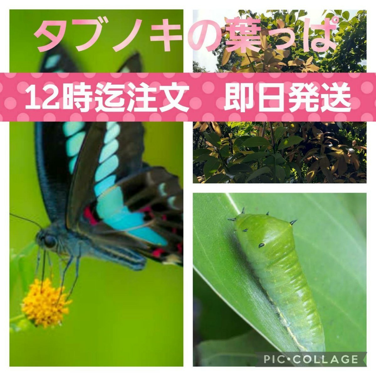 大幅にプライスダウン アゲハ幼虫の餌 天然 カラスザンショウ 新鮮 枝付き葉っぱ 約80枚 増量あり アゲハ幼虫の餌 天然 カラスザンショウ 新鮮 枝付き葉っぱ 約80枚 増量あり