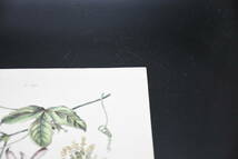フランスアンティーク 博物画 植物画『Passiflore』 多色刷り石版画　ボタニカルアート_画像4