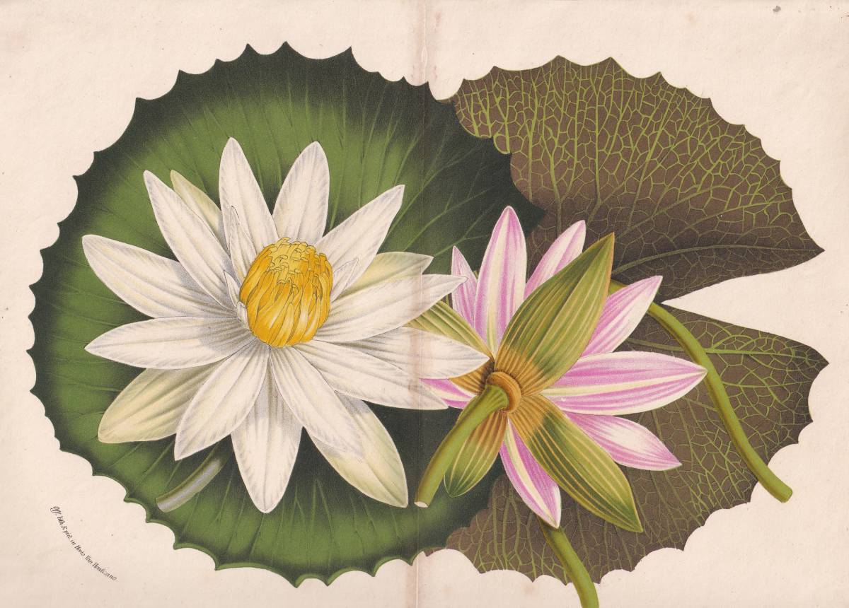フランスアンティーク 博物画 植物画『Camellia15』 多色刷り石版画 ボタニカルアート フランスアンティーク 博物画 植物画『Camellia15』 多色刷り石版画 ボタニカルアート