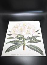 フランスアンティーク 博物画 植物画『RHODODENDRON』 多色刷り石版画　ボタニカルアート_画像2