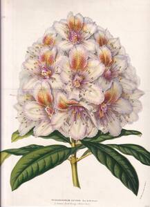 フランスアンティーク 博物画 植物画『RHODODENDRUM　CATAWB』 多色刷り石版画　ボタニカルアート