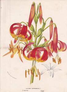 フランスアンティーク 博物画 植物画『LILIUM SUPERBUM　ユリ科』 多色刷り石版画　ボタニカルアート