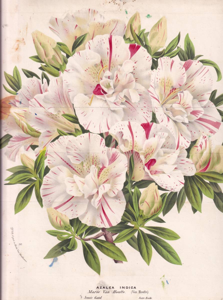 フランスアンティーク 博物画 植物画『Camellia15』 多色刷り石版画 ボタニカルアート フランスアンティーク 博物画 植物画『Camellia15』 多色刷り石版画 ボタニカルアート