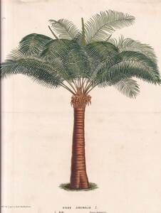 フランスアンティーク 博物画 植物画『CYCAS CIRCINALIS』 多色刷り石版画　ボタニカルアート