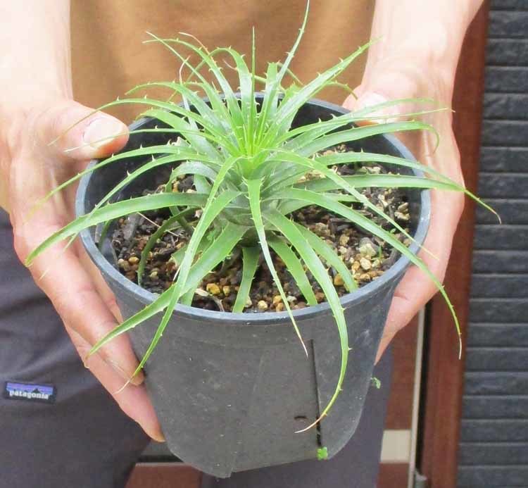 ヤフオク! -「puya coerulea」の落札相場・落札価格