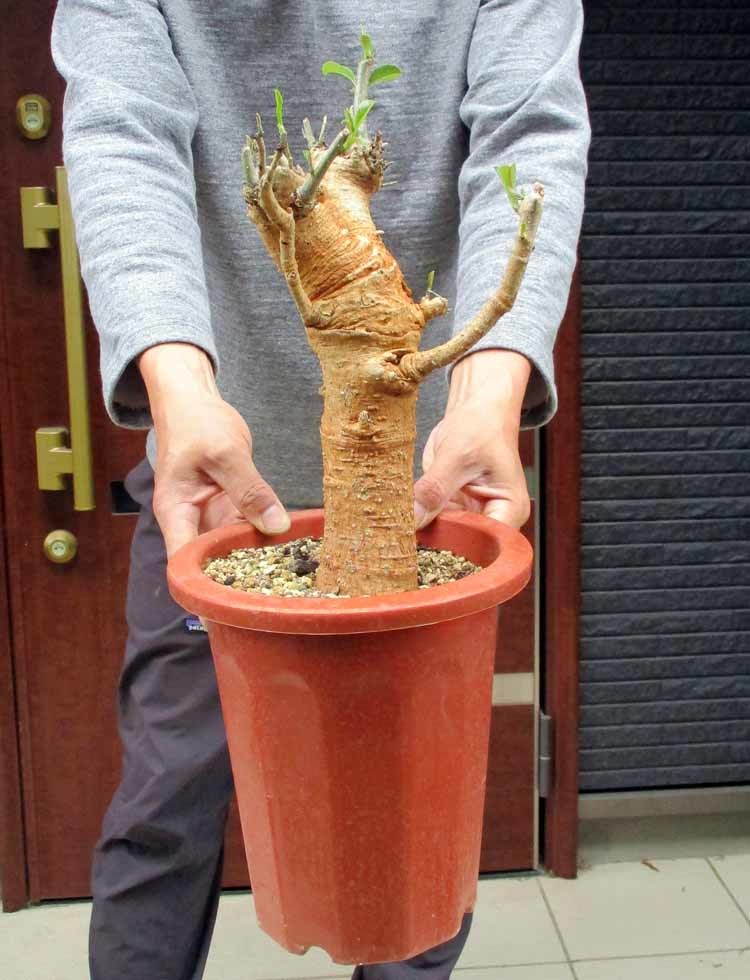 ヤフオク! -「バオバブの木」(花、園芸) の落札相場・落札価格