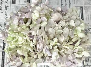  preserved flower pillar mid a hydrangea 20g rom and rear (before and after) clear green purple 