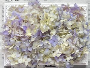  preserved flower hole bell hydrangea 20g rom and rear (before and after) chiffon creamy purple 