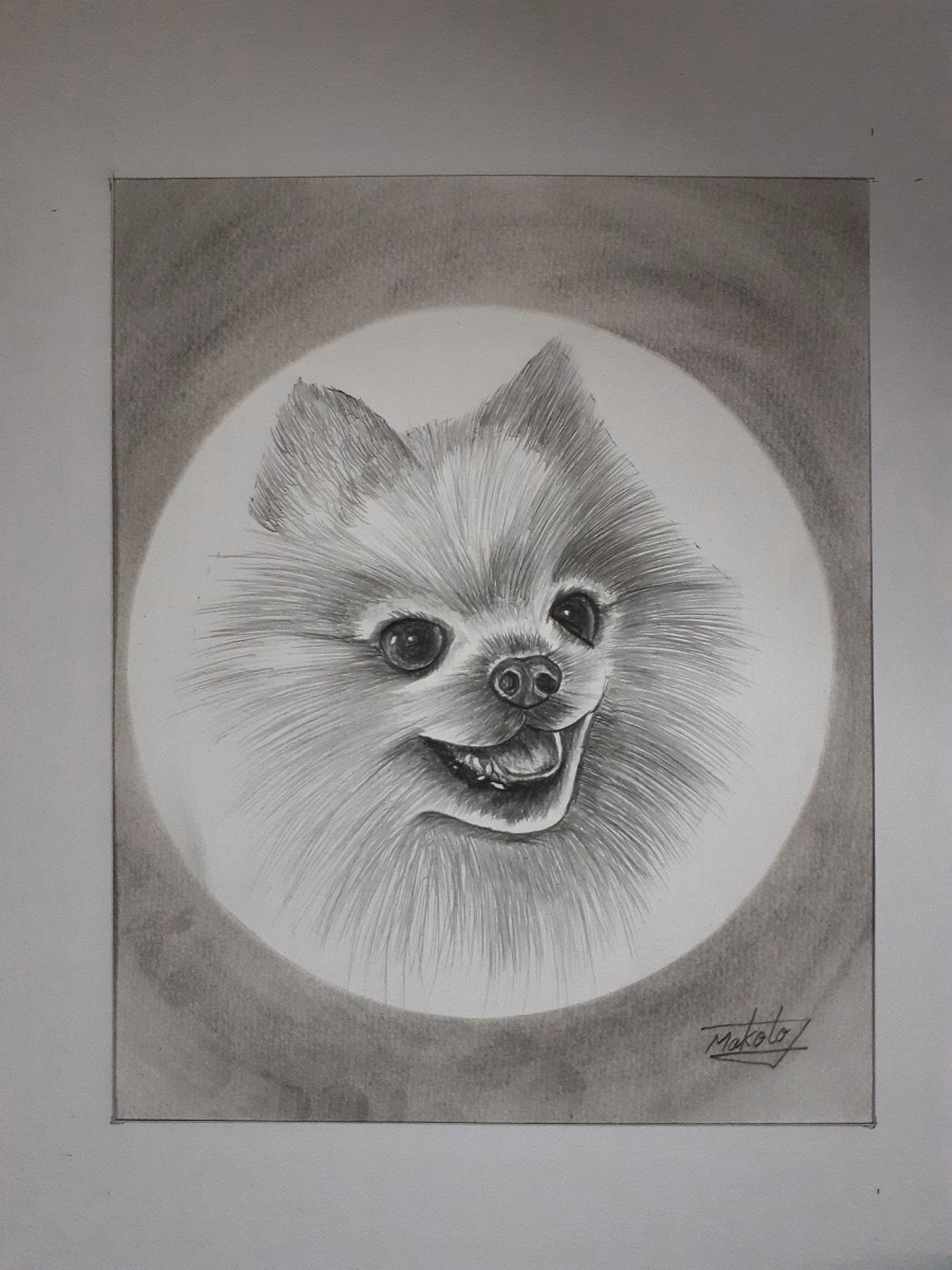 Pencil drawing Pomeranian, artwork, painting, pencil drawing, charcoal drawing