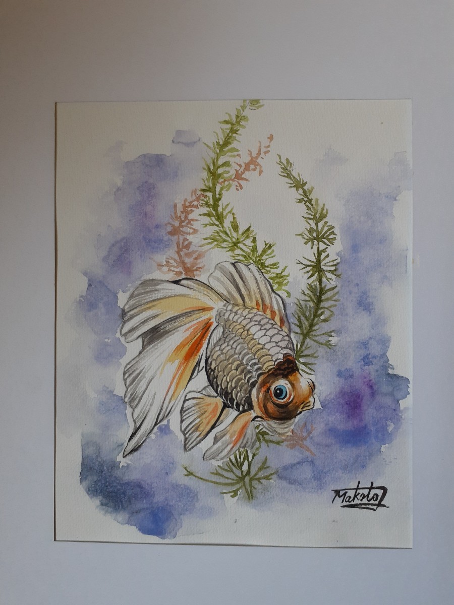水彩金鱼, 绘画, 水彩, 动物画