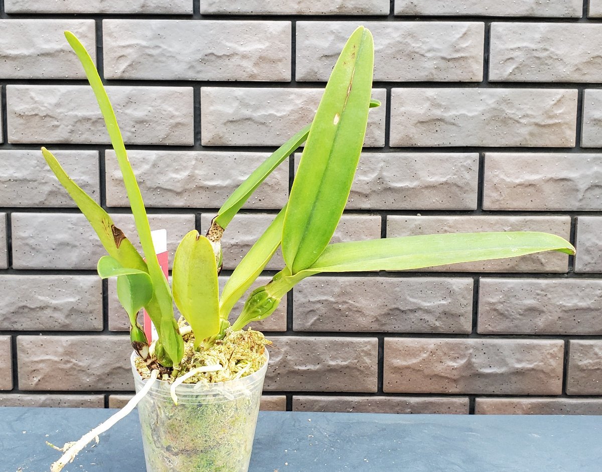 ヤフオク! 花 鉢植えの落札相場・落札価格