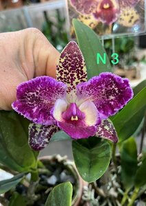 Rlc. Durigan 'Aquarius' MT trilabelo 洋蘭