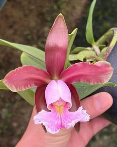 C. schilleriana carnea x self 洋蘭 原種