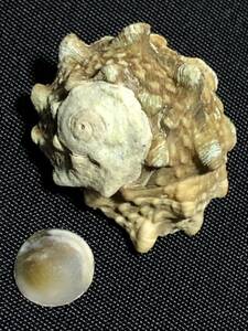 カンギクガイ　貝殻標本
