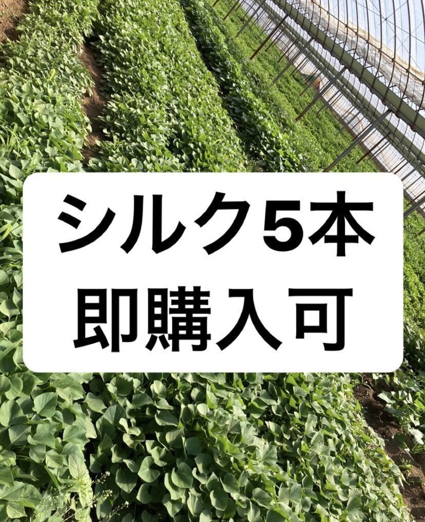さつまいも苗100本 一時停止中|PayPayフリマ