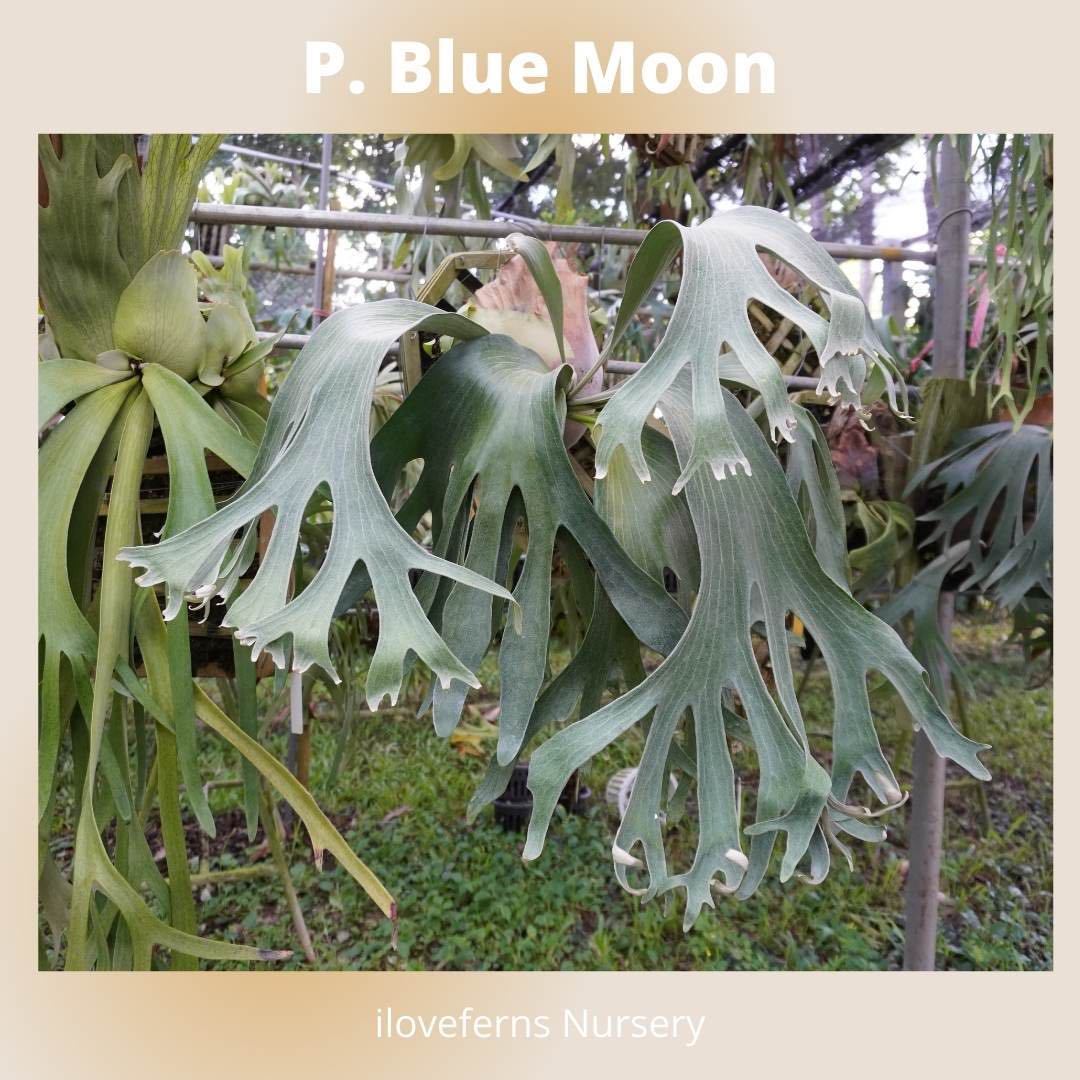 ヤフオク! -「blue」(ビカクシダ、コウモリラン) (観葉植物)の落札相場