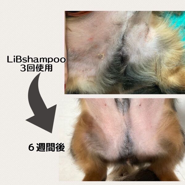 LiBshampoo（犬用シャンプー）300ml ※リンス効果付加シャンプー