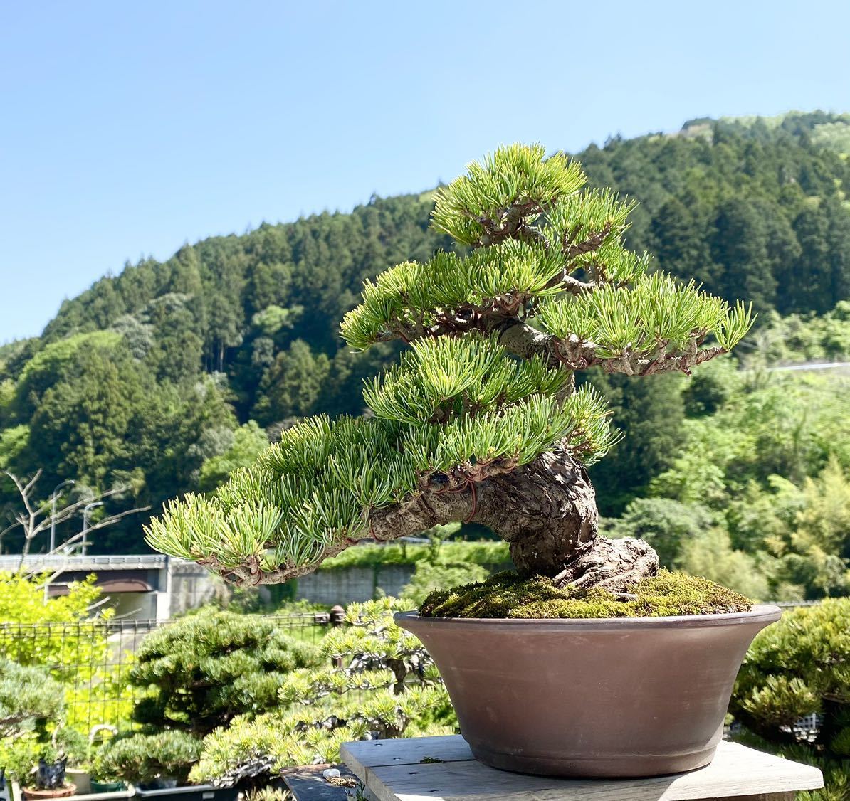 3年保証』 白木盆栽園 宮島五葉松 盆栽 黒松赤松真柏雑木新しい趣味