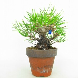 盆栽 松 黒松 樹高 約14cm くろまつ Pinus thunbergii クロマツ マツ科 常緑針葉樹 観賞用 小品 現品