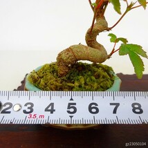 盆栽 楓 ミニ盆栽 樹高 約7cm かえで Acer カエデ 紅葉 カエデ科 落葉樹 観賞用 小品 現品_画像6