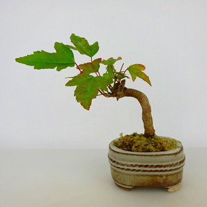  bonsai maple mini bonsai height of tree approximately 8cm maple Acer maple . leaf maple . deciduous tree .. for small goods reality goods 