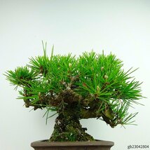 盆栽 松 黒松 樹高 約16cm くろまつ Pinus thunbergii クロマツ マツ科 常緑針葉樹 観賞用 小品 現品_画像4