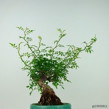 盆栽 薔薇 樹高 約20cm ばら Rosa バラ 白 一重 バラ科 落葉樹 観賞用 小品 現品_画像3