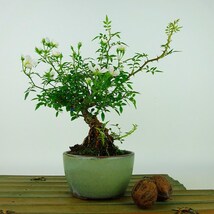 盆栽 薔薇 樹高 約19cm ばら Rosa バラ 白 一重 バラ科 落葉樹 観賞用 小品 現品_画像1