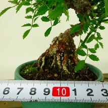 盆栽 薔薇 樹高 約20cm ばら Rosa バラ 白 一重 バラ科 落葉樹 観賞用 小品 現品_画像5